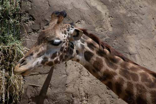 Photography Giraffe