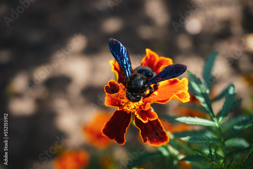 Holzbiene auf einer Studentenblume