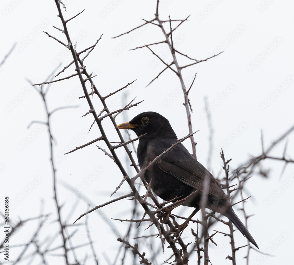 Different birds with their feeding routines, observation, perched, etc. in these winter days Different birds with their feeding routines, observation, perched, etc. in these winter days