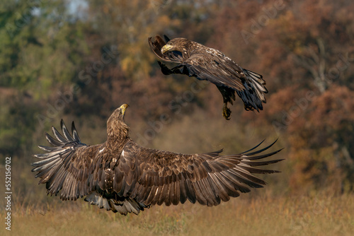 A pair of battling White tailed eagles (Haliaeetus albicilla) appear to be performing karate mid-air. Poland, europe. Fighting eagles. National Bird Poland.     © Albert Beukhof