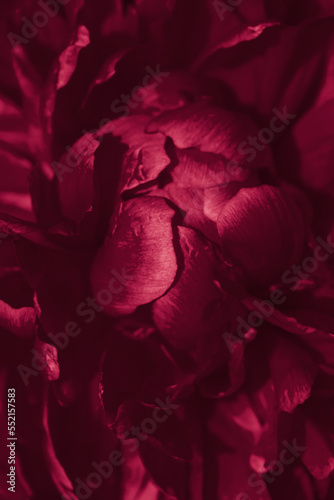 Deep viva magenta color peony flower close-up.