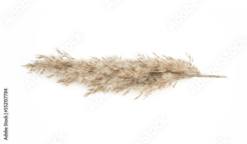 Pampas grass on white isolated background for your design. Cortaderia selloana. Top view. photo