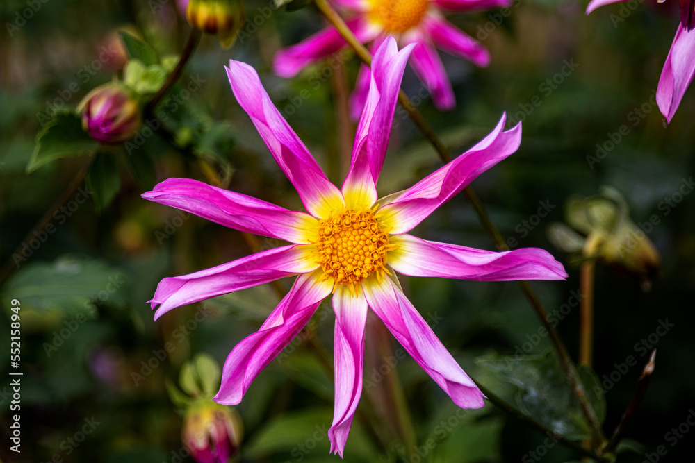 Fototapeta premium Blume auf Wiese