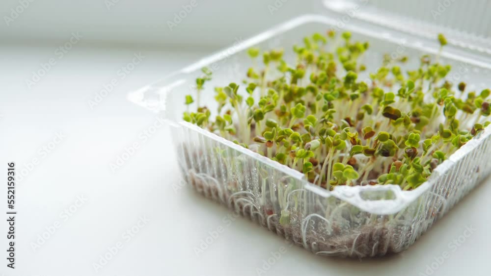 Organic food micro greens bio organic edible harvest after sowing. Health eco gardening, ecology, home business concept, home gardening concept. Organic food micro greens bio organic edible harvest after sowing. Health eco gardening, ecology, home business concept, home gardening concept.