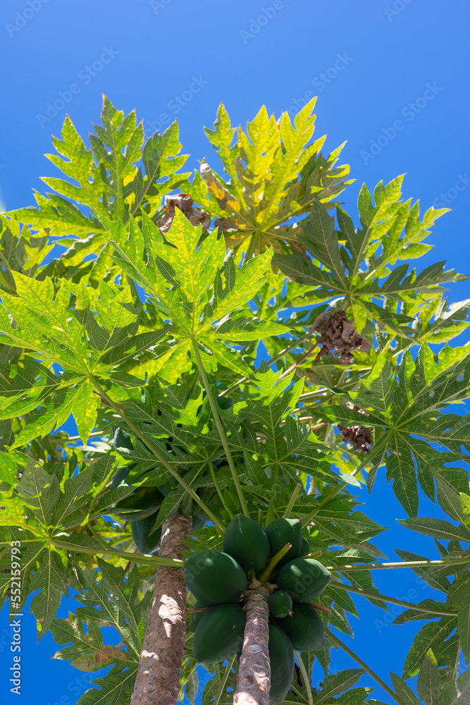 Papaya tree with fruits on blue sky background. Growing green papaya fruits Papaya tree with fruits on blue sky background. Growing green papaya fruits