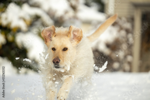 Yellow labrador retriever running in deep snow