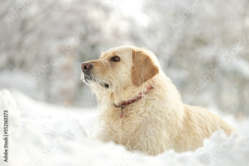 Yellow labrador dog lying in the snow looking up © Sharon