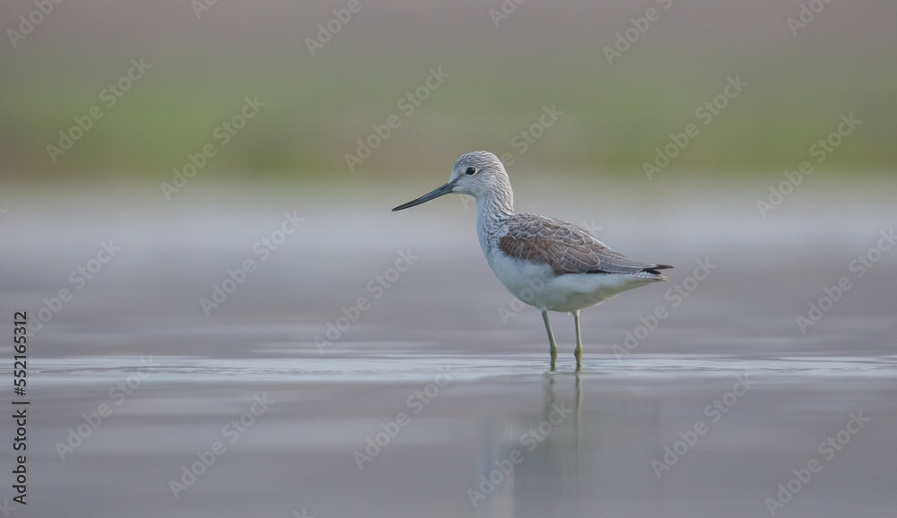 Common Greenshank (Tringa nebularia) is a wetland bird that lives in Africa, Europe and Asia. It usually feeds on fresh water. Common Greenshank (Tringa nebularia) is a wetland bird that lives in Africa, Europe and Asia. It usually feeds on fresh water.
