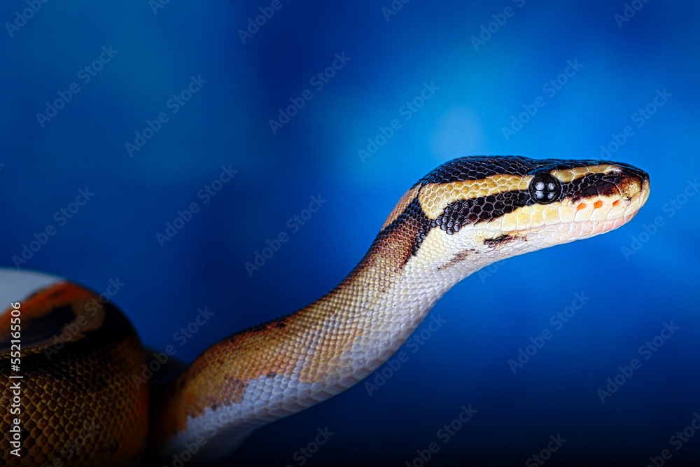 Fototapeta premium close up of a python