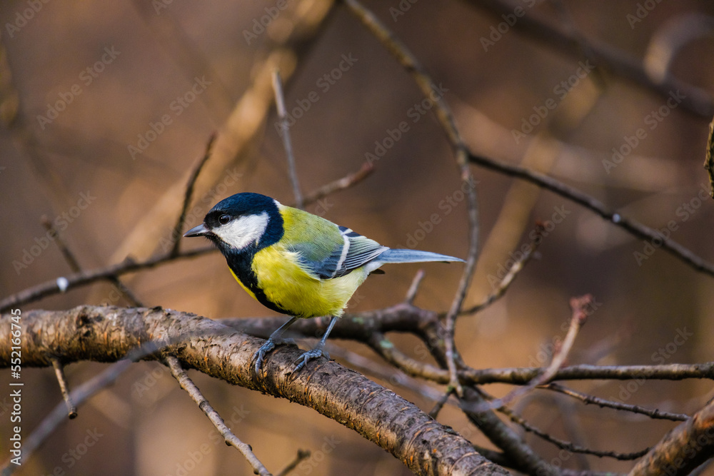 Fototapeta premium Titmouse bird, small wildlife birds, at public park