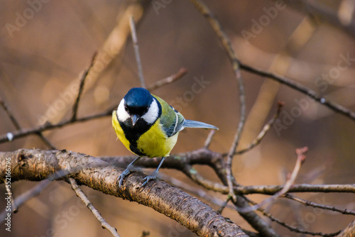 Titmouse bird, small wildlife birds, at public park © Visualmedia