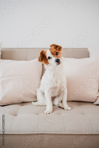 lovely jack russell dog sitting on sofa at home during daytime