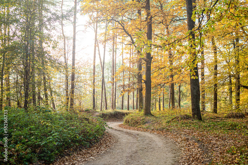 A dirt road in an oak forest in autumn