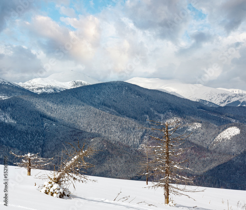 Winter snowy Carpathian mountains, Ukraine photo