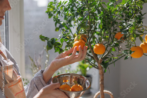 woman collects oranges from a small tree in a wicker basket. citrus fruits grow on branches. ripe fruits of orange tangerines. fresh fruits grown at home