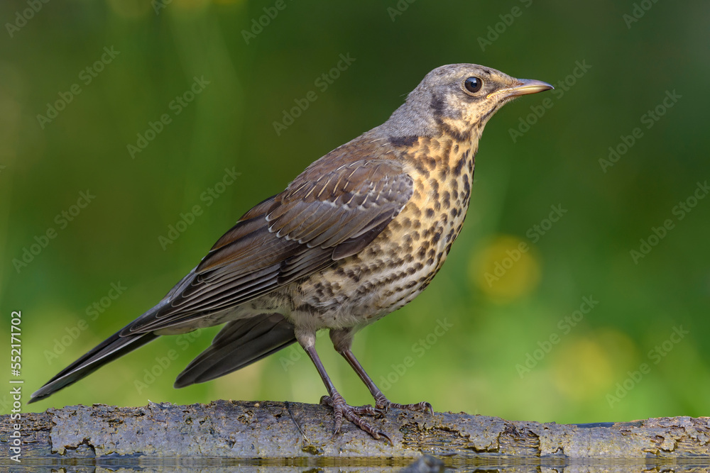 Fototapeta premium Young Fieldfare thrush (turdus pilaris) posing on some branch in light sunny day