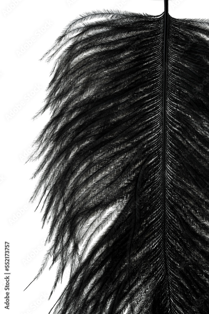 Obraz premium abstract black feathers on white background texture