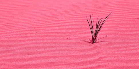 Foto auf Acrylglas Pantone 2023 Viva Magenta natural sand pattern. Abstract magenta sand surface texture background.  © Olga
