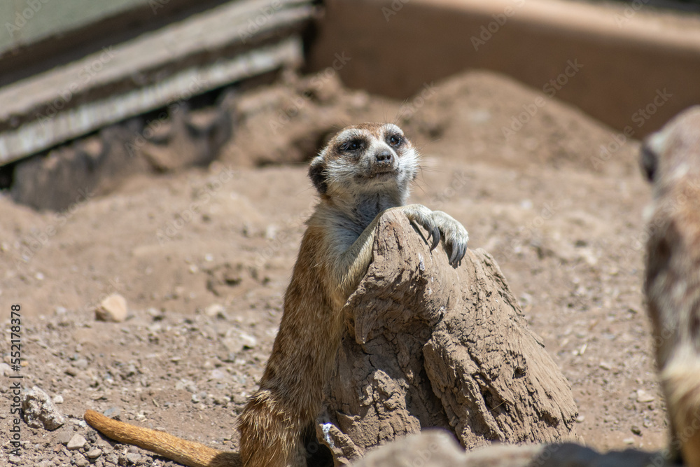 Fototapeta premium Meerkats