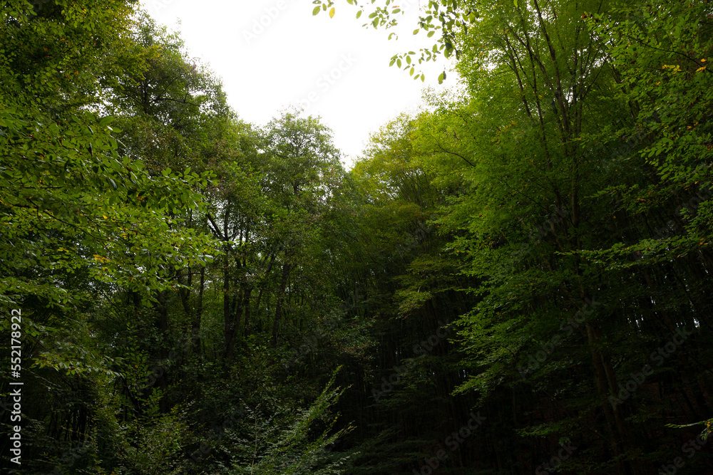 Lush forest view. Carbon net zero or decarbonization concept photo Lush forest view. Carbon net zero or decarbonization concept photo