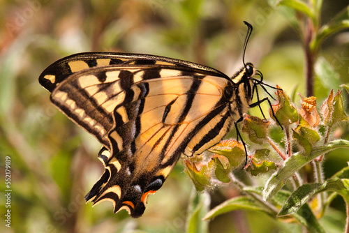 Side view of a western swallowtai. on a green plant feeding