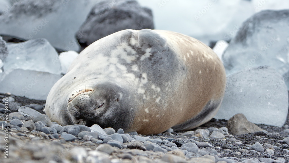 Fototapeta premium Crabeater seal (Lobodon carcinophaga) lying on the beach at Brown Bluff, Antarctica