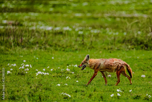 Portrait of a golden jackal gold wolf in a natural environment in the African National Park Ngorongoro