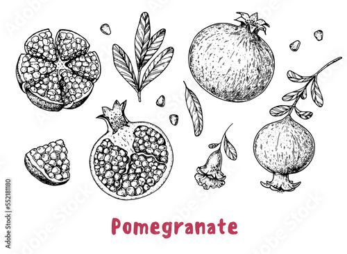 Pomegranate fruit hand drawn sketch. Vector illustration. Design, package, brochure illustration. Pomegranate illustration. Design elements for packaging design and other.