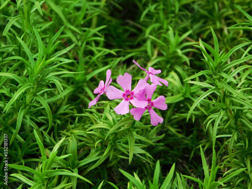 Beautiful pink phlox subulata flower.