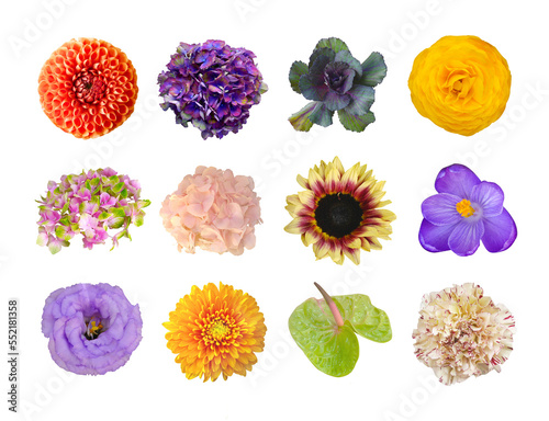 Macro photo flowers chrysanthemum, rose, cabbage, clematis, anthurium, sunflower on white isolated background
