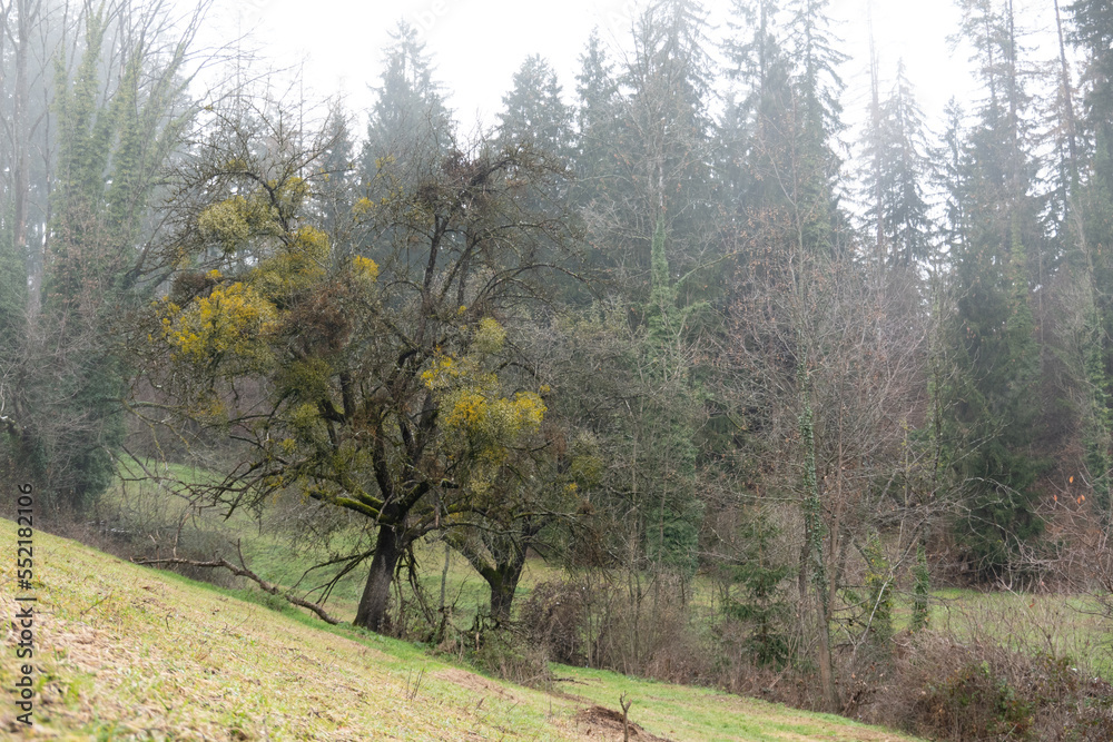Obraz premium Viscum album . European mistletoe . Weißbeerige Mistel