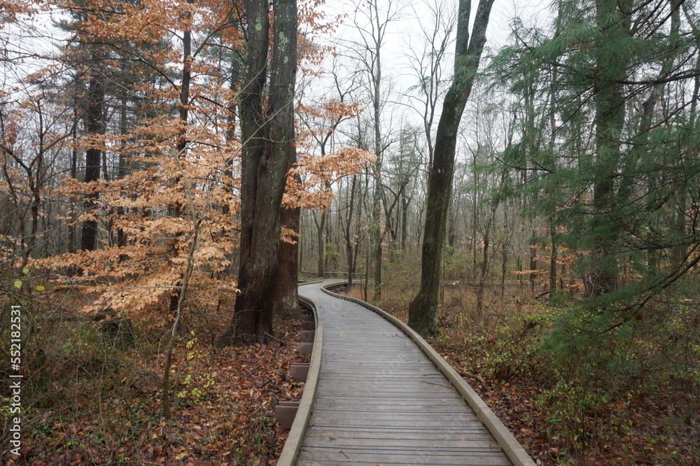 Curved Woodland Boardwalk on Rainy Winter Day