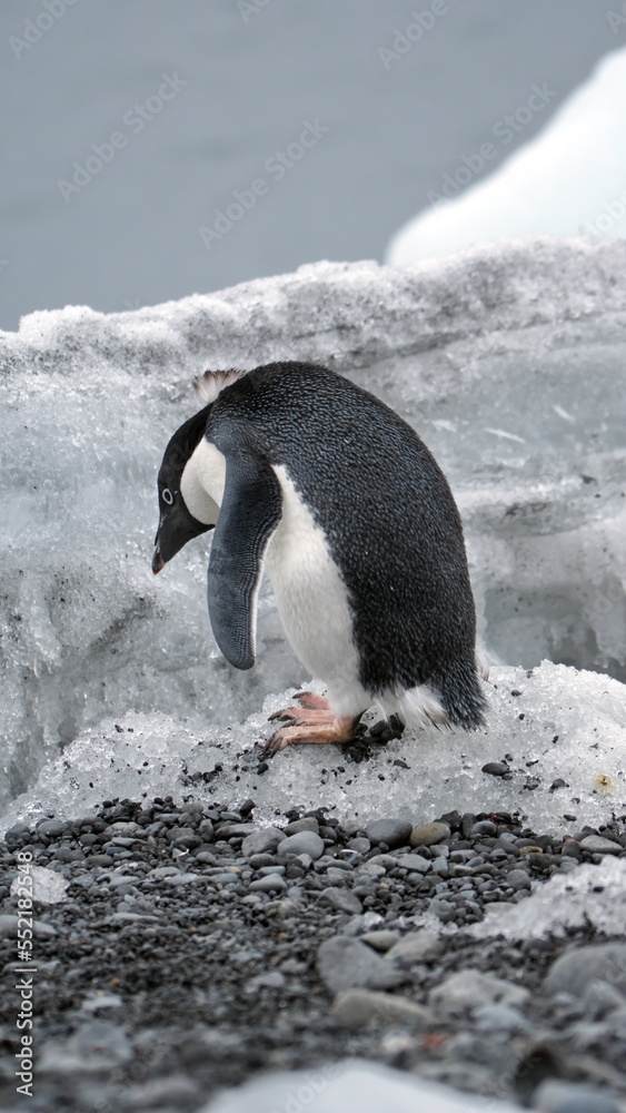 Obraz premium Adelie penguin (Pygoscelis adeliae) walking past a chunk of ice on the beach at Brown Bluff, Antarctica