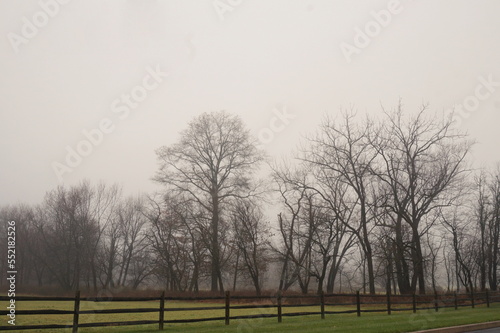 Bare Winter Trees in Fog