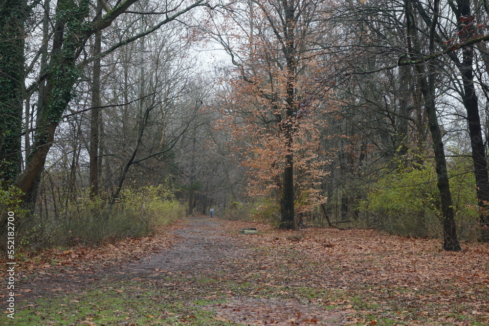 Fototapeta premium Trail through Woodland on Rainy Winter Day