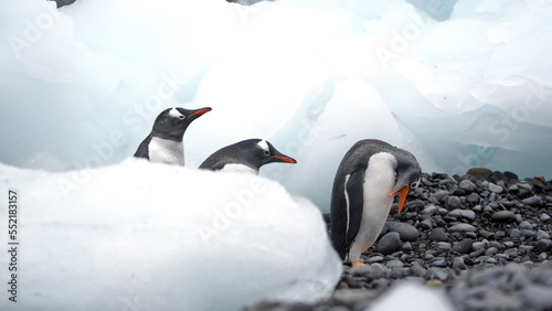 Gentoo penguins  Pygoscelis papua  walking past chunks of ice on the beach at Brown Bluff  Antarctica