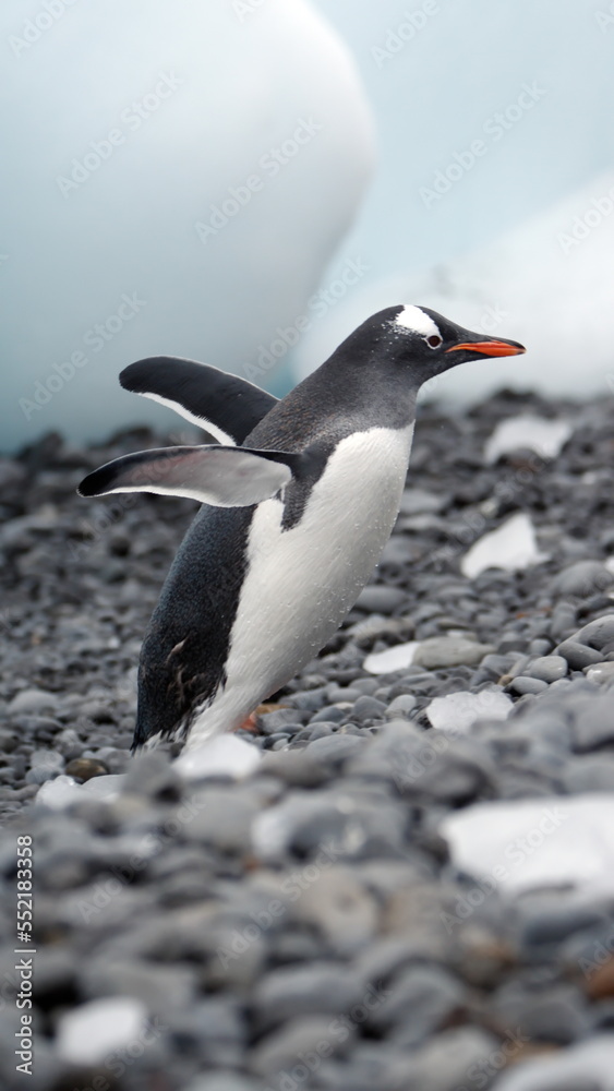 Fototapeta premium Gentoo penguin (Pygoscelis papua) walking past chunks of ice on the beach at Brown Bluff, Antarctica