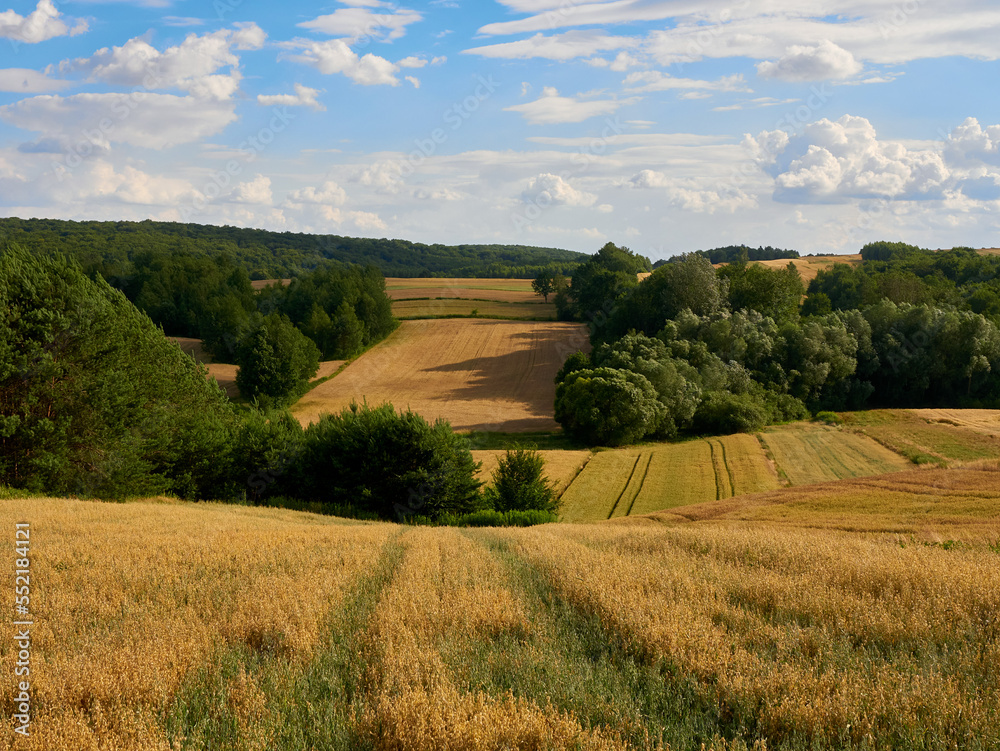 Golden wheat fields. Full-grown crop fields.