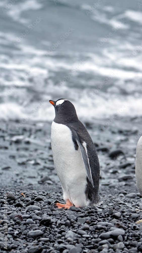 Fototapeta premium Gentoo penguin (Pygoscelis papua) on the beach at Brown Bluff, Antarctica