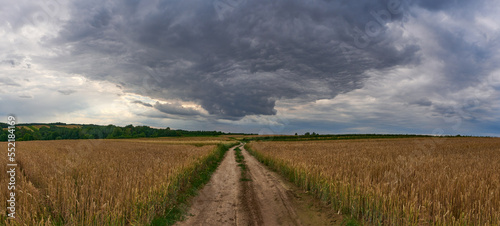 Golden wheat fields. Full-grown crop fields. photo