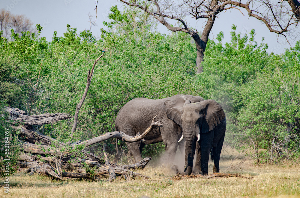 African Elephant digging for some roots