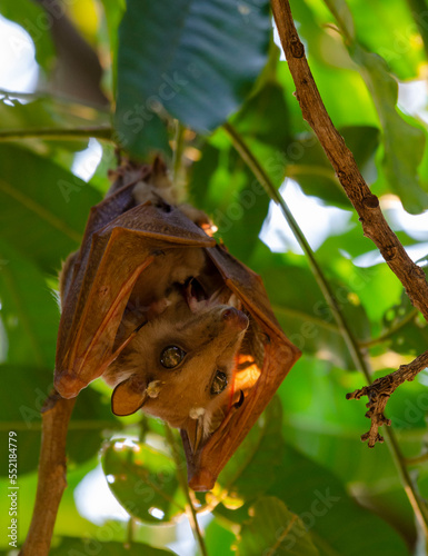 Gambian epauletted fruit bat hanging in a tree in chobe nationalpark photo