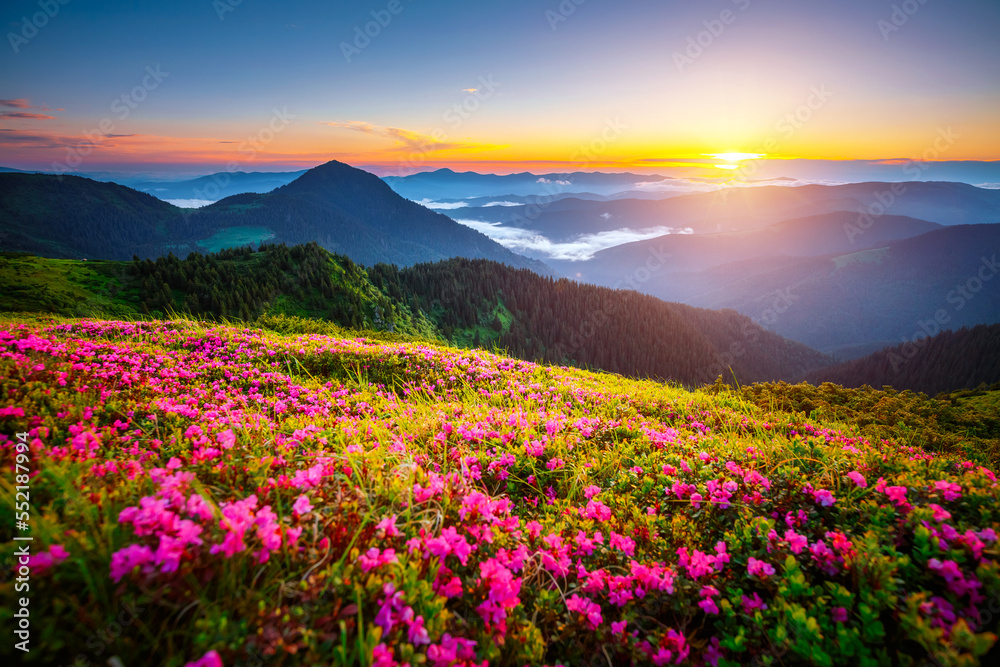 Breathtaking summer scene with blooming hills in the morning. Carpathian mountains, Ukraine.