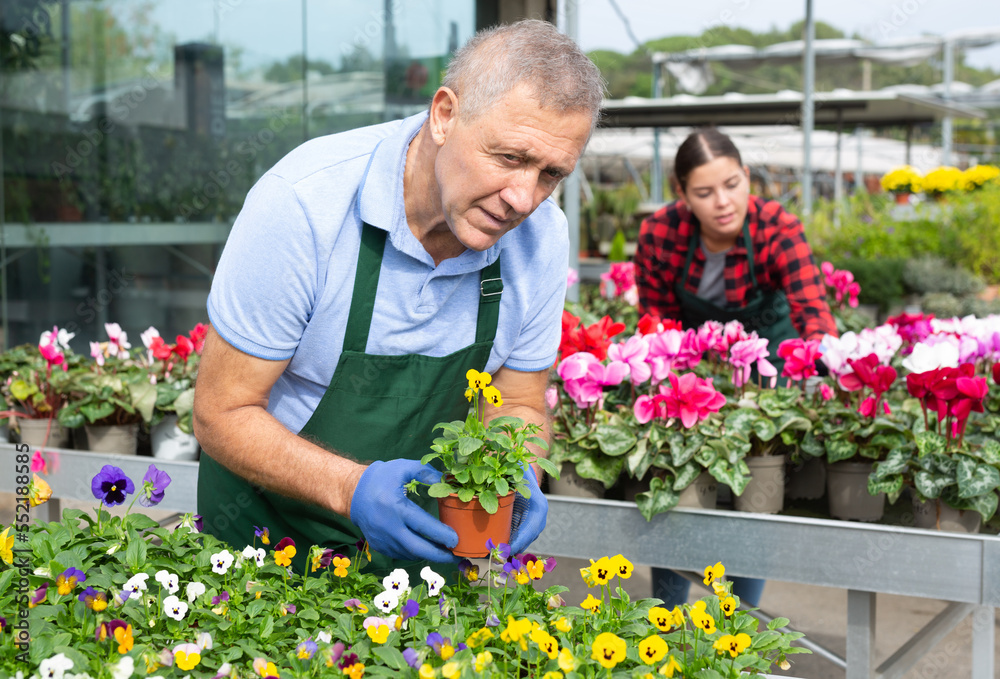 Focused middle-aged male gardener in uniform caring of potted Viola Cornuta flowers in greenhouse