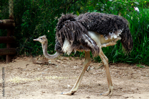 ostrich closeup on blurred forest background