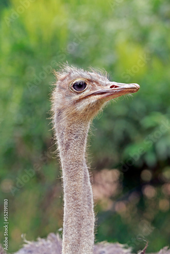 ostrich closeup on blurred forest background