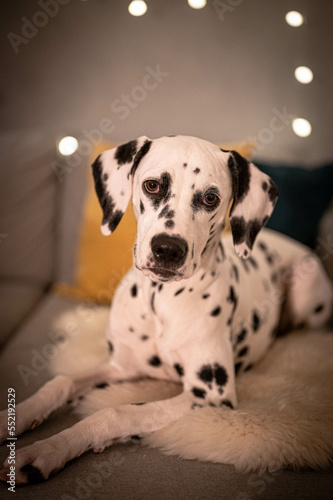 junger Dalmatiner liegt auf Sofa und entspannt © CMP