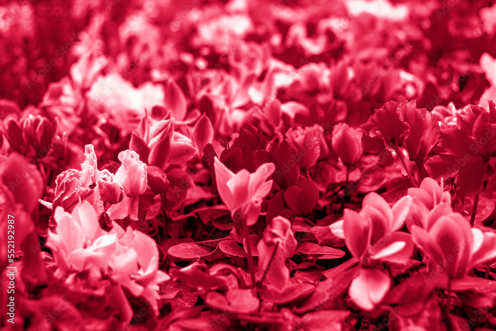 A floral carpet of red and pink cyclamen persicum plants in the spring garden. In the spring, cyclamens of different colors bloom in the garden. Blooming cyclamen. Spring flowers.