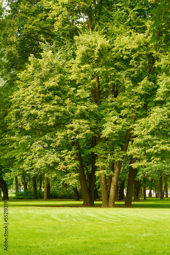 Trees and green lawn with blue sky at the public park. Green city park with trees.