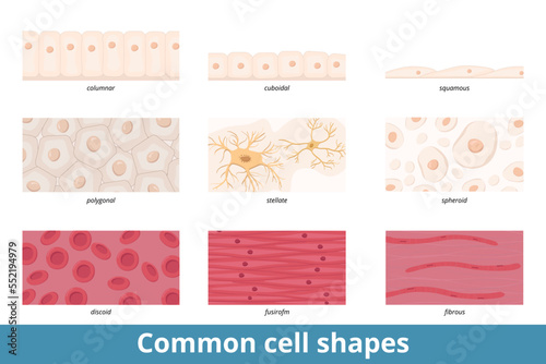 Common cell shapes. Squamous, cuboidal, columnar, polygonal, stellate, spheroid, discoid, spindle-shaped, and fibrous cell forms and their common representatives as red blood cells or epithelium. photo